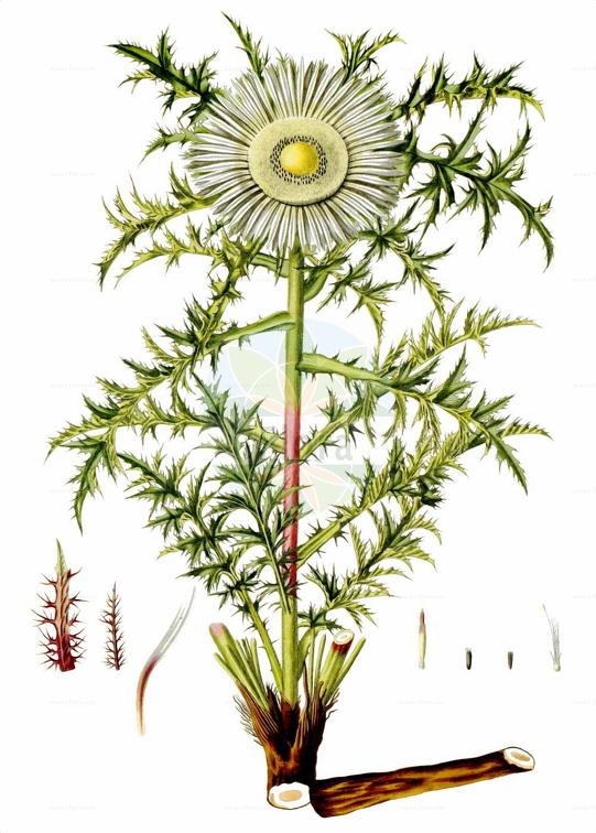 Carlina acaulis subsp. caulescens