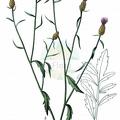 Centaurea paniculata