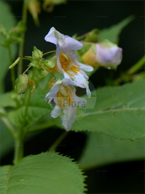 Impatiens bicolor subsp. pseudobicolor