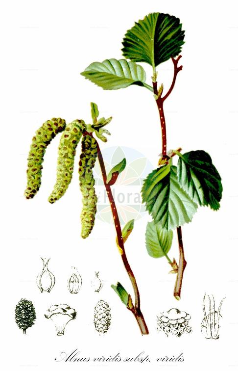 Alnus viridis subsp. viridis