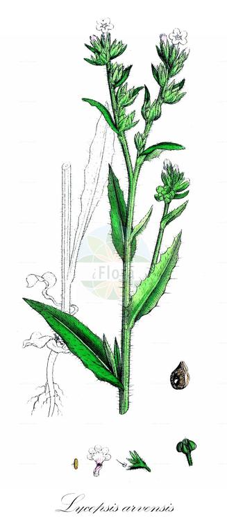 Lycopsis arvensis