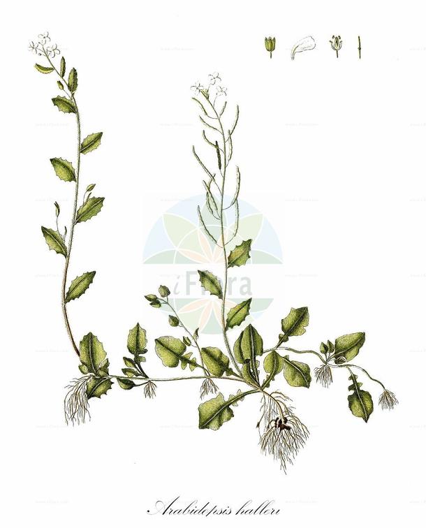 Arabidopsis halleri