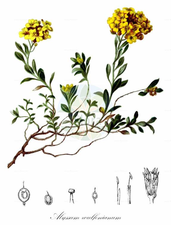 Alyssum wulfenianum