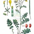 Erucastrum nasturtiifolium