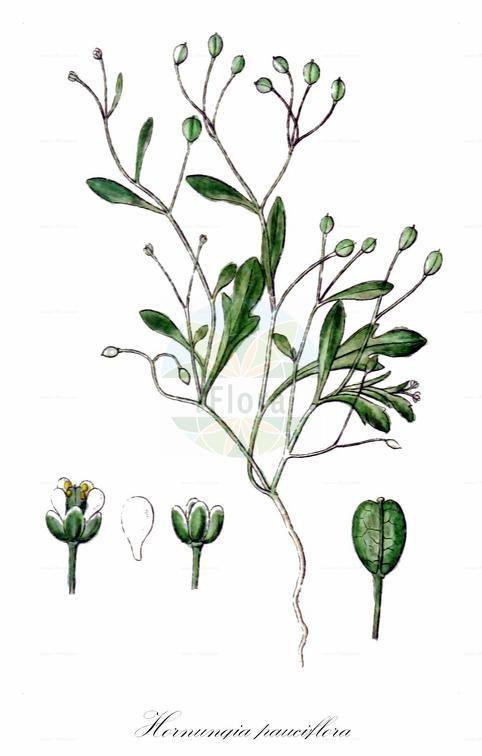 Hornungia pauciflora