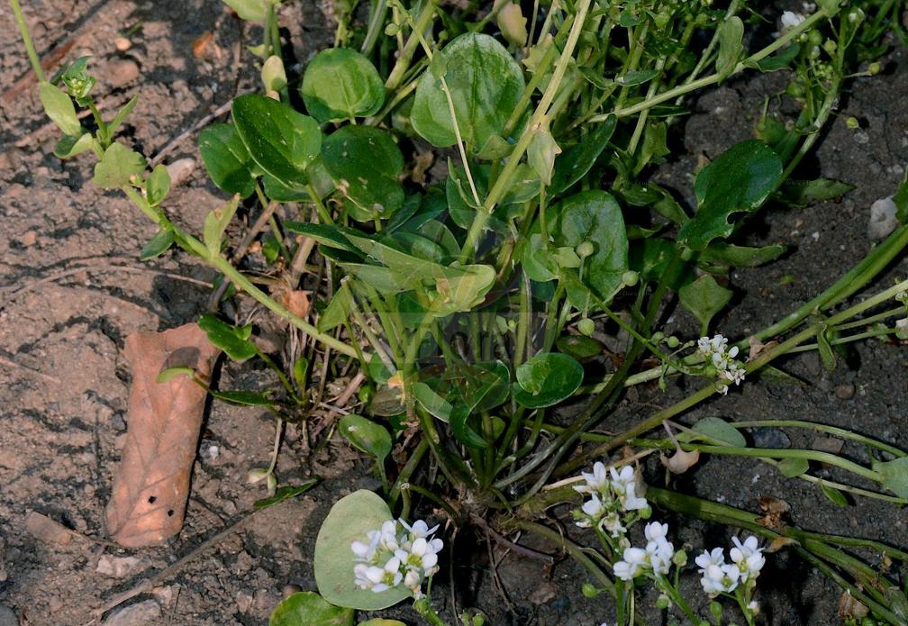 Cochlearia officinalis