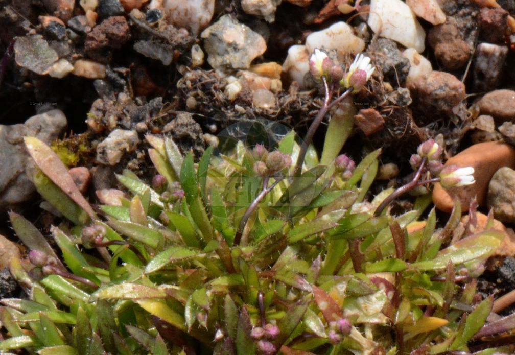 Erophila verna subsp. spathulata