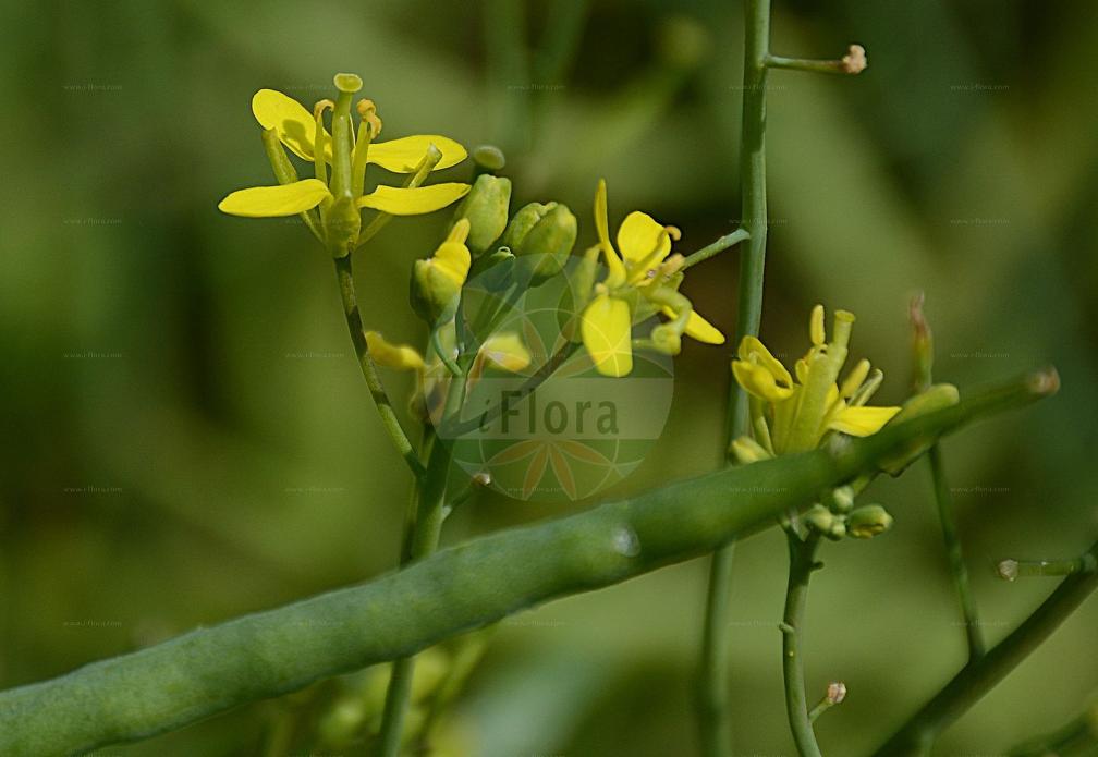 Brassica rapa subsp. oleifera