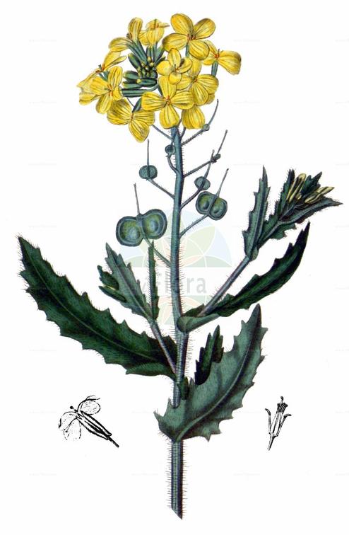 Biscutella cichoriifolia