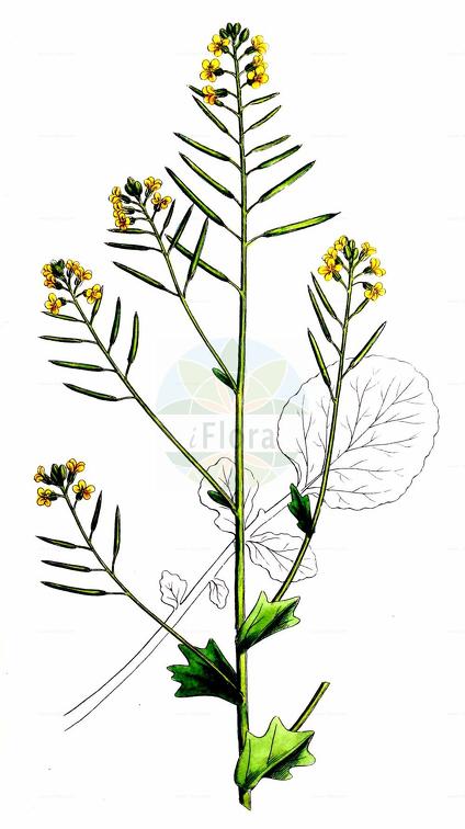 Barbarea vulgaris subsp. arcuata