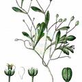 Hornungia pauciflora