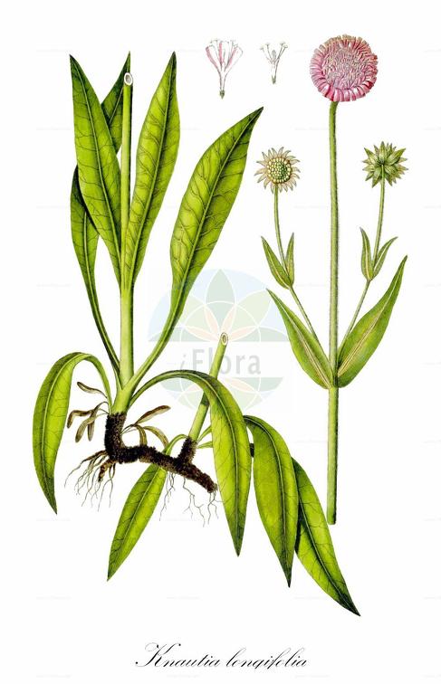 Knautia longifolia