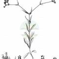 Valerianella eriocarpa