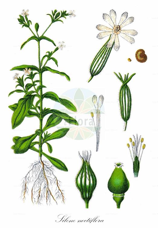 Silene noctiflora