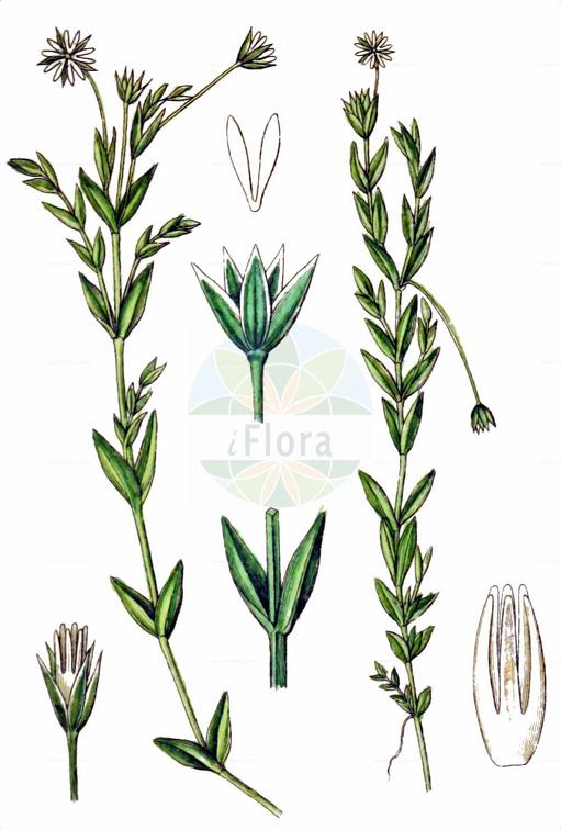 Stellaria crassifolia