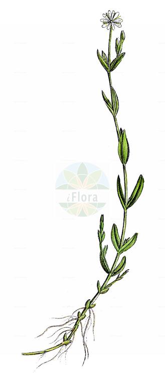 Stellaria crassifolia