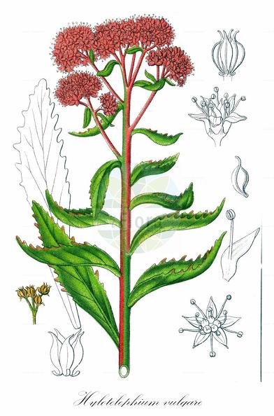Hylotelephium vulgare