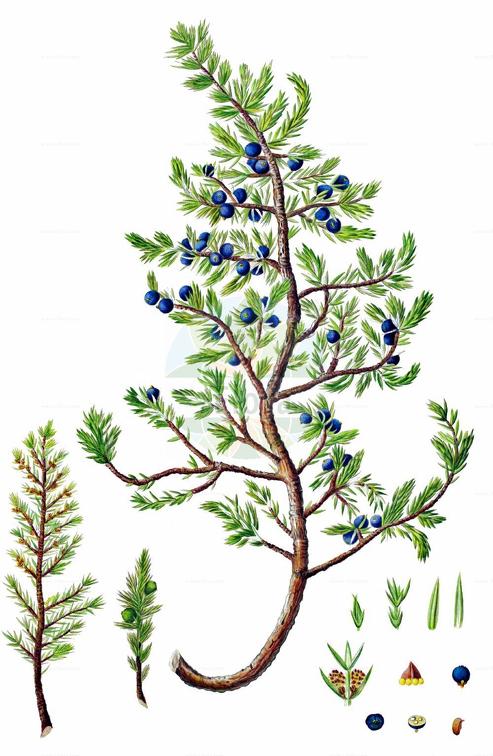 Juniperus communis subsp. nana