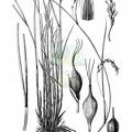 Carex australpina