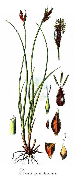 Carex mucronata