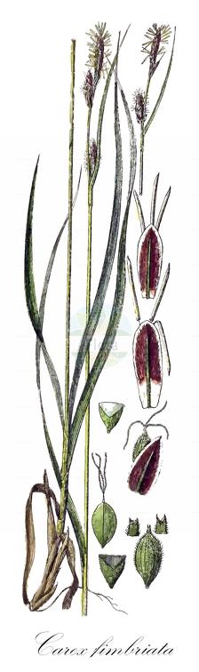 Carex fimbriata
