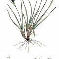 Carex bicolor
