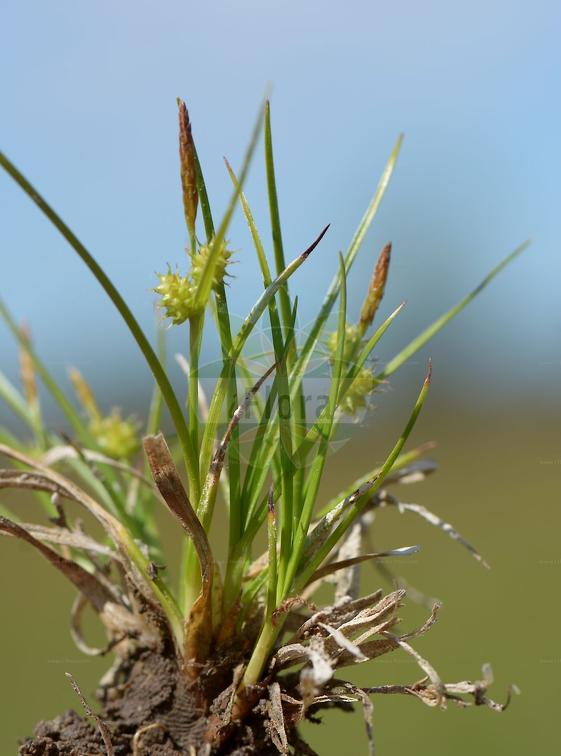 Carex flava agg.