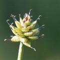 Carex capitata
