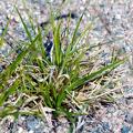 Carex fuliginosa