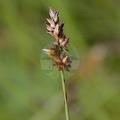 Carex muricata subsp. pairae