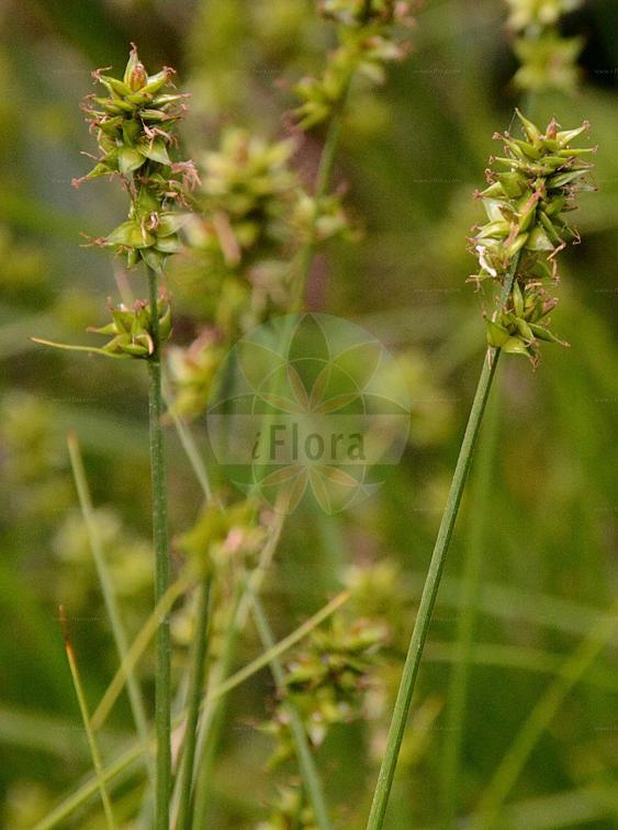 Carex divulsa subsp. leersii