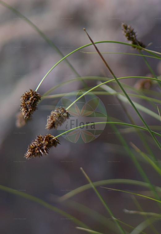 Carex foetida