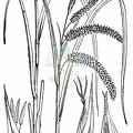 Carex pseudocyperus