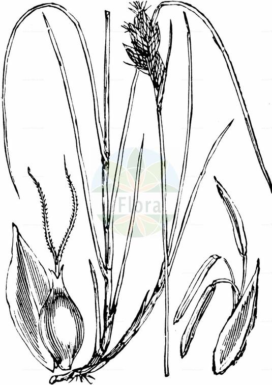 Carex divisa