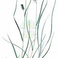 Carex punctata