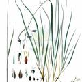 Carex magellanica subsp. irrigua