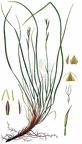 Carex pediformis