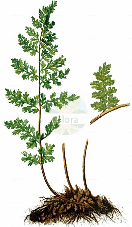 Cystopteris fragilis subsp. alpina