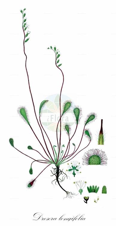 Drosera longifolia
