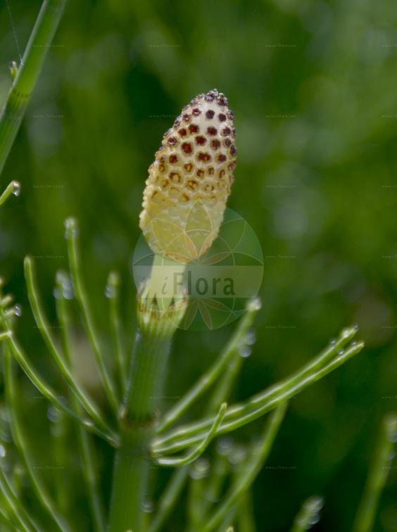Equisetum fluviatile