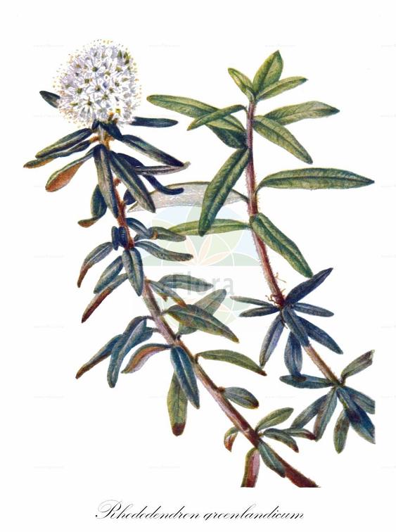 Rhododendron groenlandicum