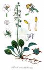 Pyrola rotundifolia agg.