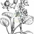 Pyrola rotundifolia agg.