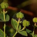 Euphorbia hyberna