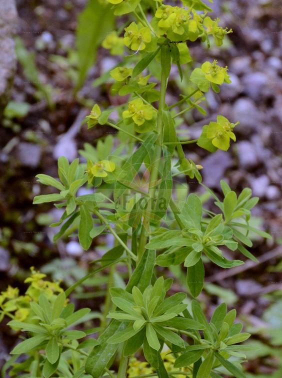 Euphorbia esula subsp. pseudovirgata