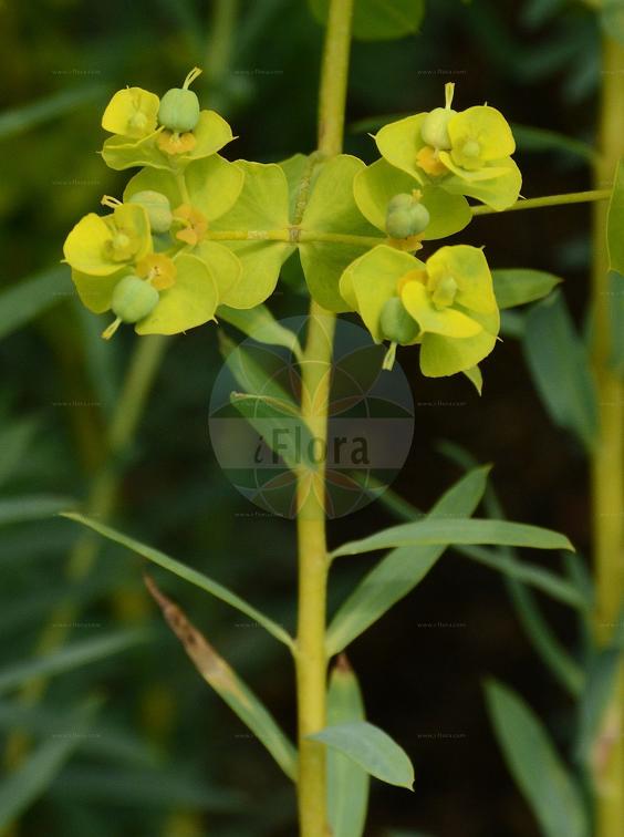 Euphorbia seguieriana