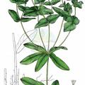 Euphorbia dulcis