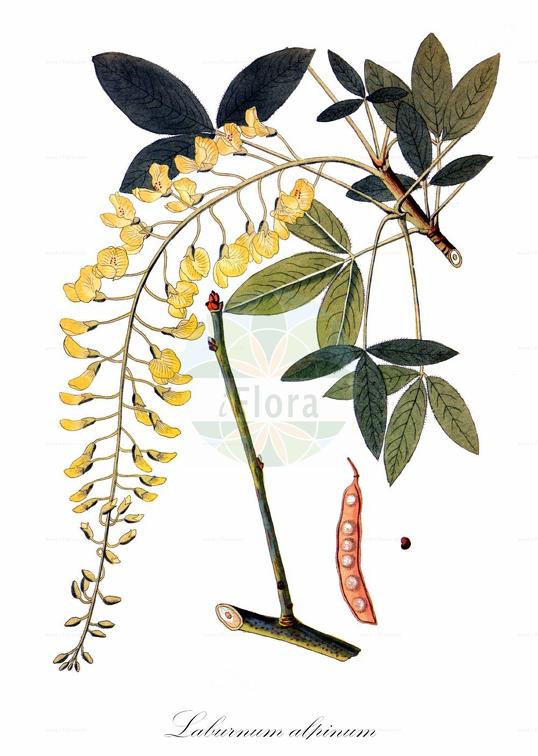 Laburnum alpinum
