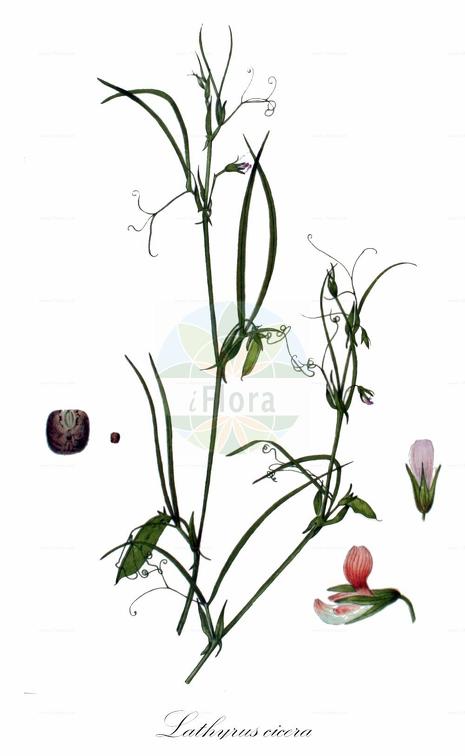 Lathyrus cicera