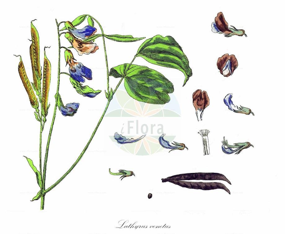Lathyrus venetus
